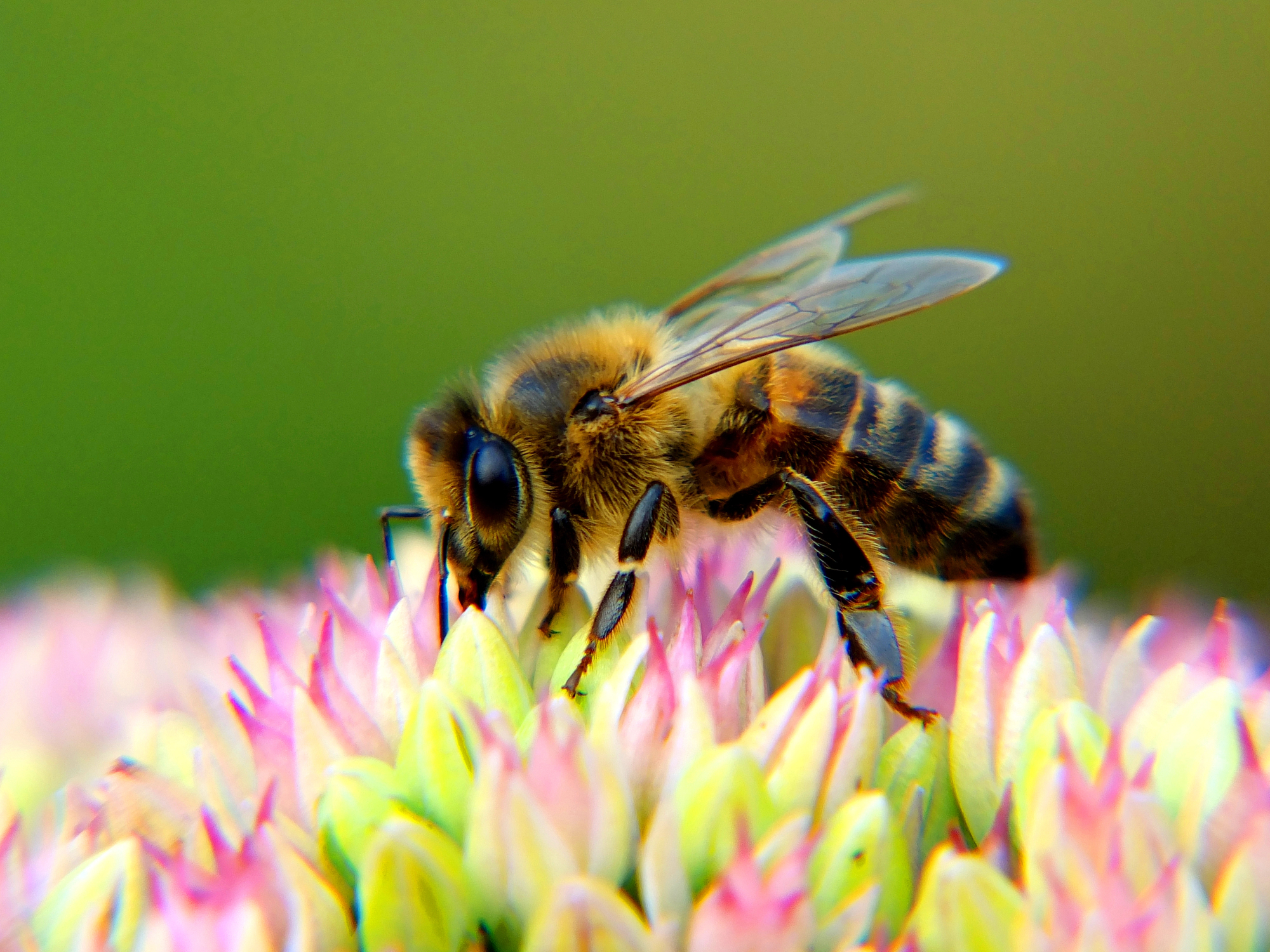 Die faszinierende Welt der Bienen: Warum sie für unser Ökosystem unverzichtbar sind