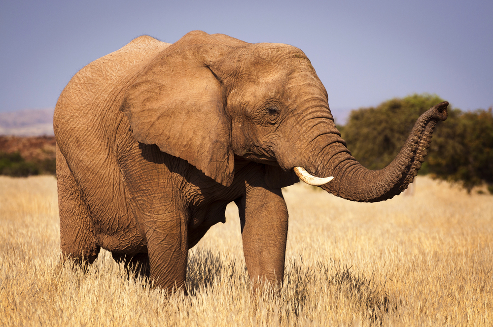 Afrika-Reisen zwischen Safari, Küste und unterschiedlichen Regionen